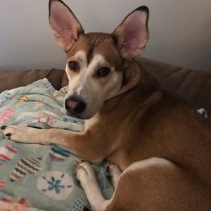 Meet your Posher, Holly